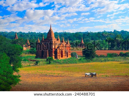 Beautiful scenic view - ancient Buddhist Temple against the background of fields, foliage, dramatic blue sky, and two feeding white bulls cart in the foreground, Bagan, Myanmar (Burma), Southeast Asia