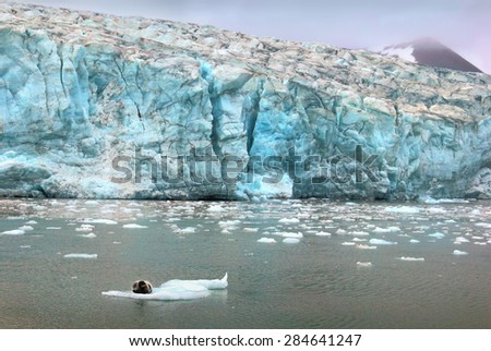 Beautiful scenery image - blue ice of Esmark glacier in Istfjorden and sea lion - view from cruise ship, Spitsbergen archipelago (Svalbard island), Norway, Greenland Sea
