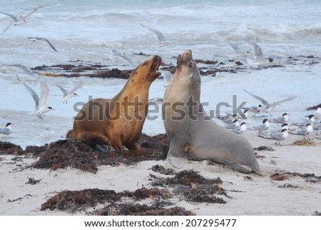 Sea Lions Fighting on the Beach