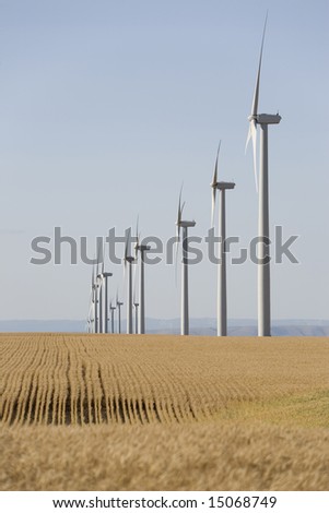 Electric wind turbines in wheat fields in late afternoon