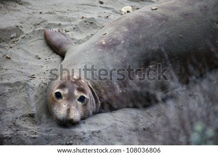 Elephant seal looking into camera,  Pacific Coast Highway, California