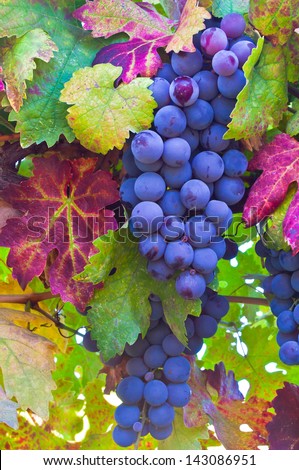 Grapes and colorful autumn leaves  in Napa Valley, Northern California