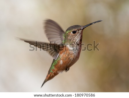 Cute hummingbird