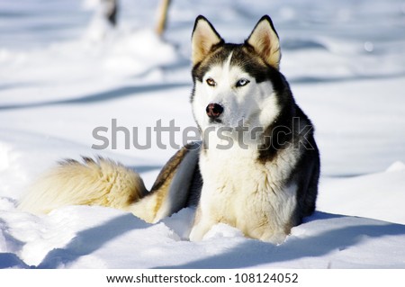 Chukchi husky breed dog on winter background