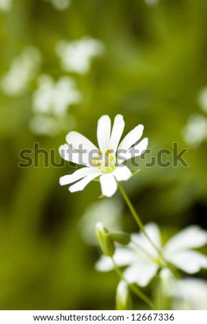white beautiful flower on the green background and copy space for sample text here