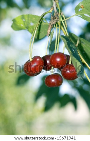 big sweet and juicily cherries on a Tree.