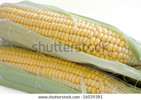 maize cob detail with green leaves on the white background