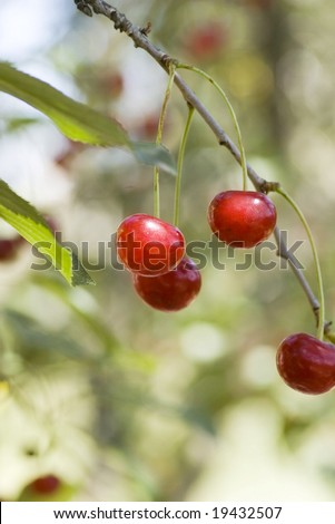 big sweet and juicily cherries on a Tree