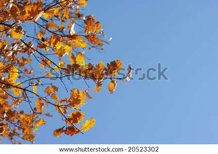 oak leaves on blue sky