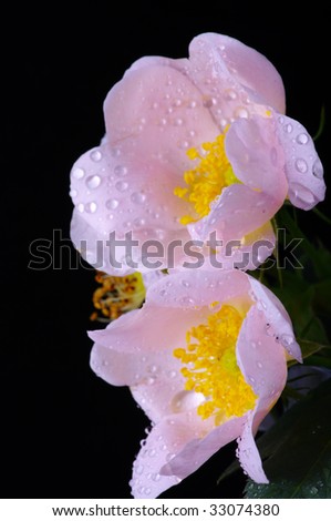 pink flowers of a dog-rose with water dorps on black background