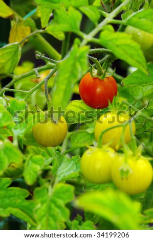 Fresh ripe tomatoes on the plant? Cherry tomatoes