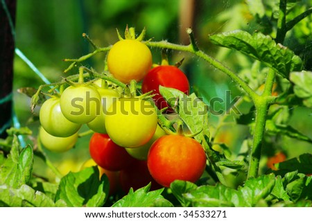 Fresh ripe tomatoes on the plant? Cherry tomatoes