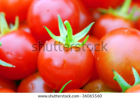 red tomatoes cherry. Cherry tomatoes close-up.