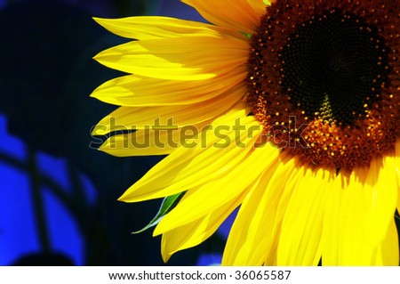 Sunflower by macro lens. Flower of sunflower close-up