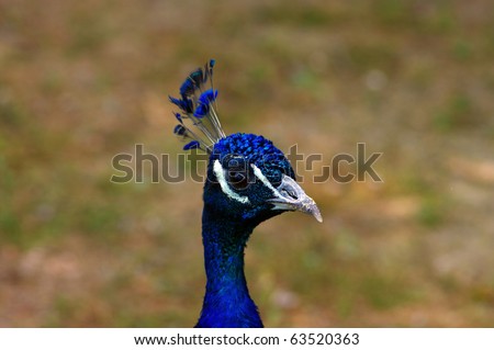 Blue peacock head over natural background