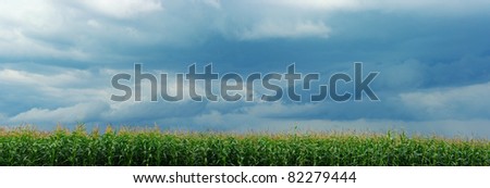 corn field over storm sky