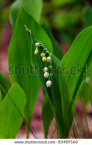 Lily-of-the-valley over natural background. Green forest with flower of lily-of-the-valley.