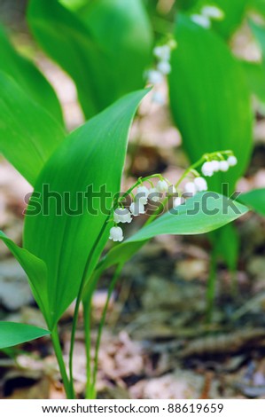 Green forest with flower of lily-of-the-valley.