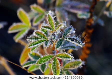 Frost leaves, frozen leaves at the morning.