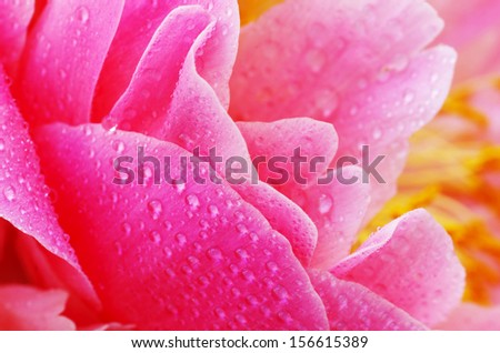Water drops on peony petals, flower background