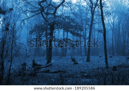 Trees in a forest with fog and autumn leaves on the ground