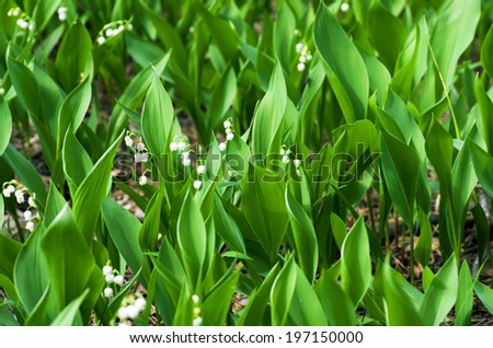 Forest landscape with Lily of the valley
