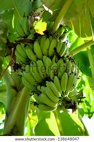 Unripe bananas bunch on tree