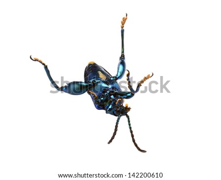 Purple Swollen-legged Beetle isolated on white background