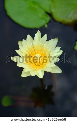 beautiful blossom yellow lotus with yellow pollen and water drops