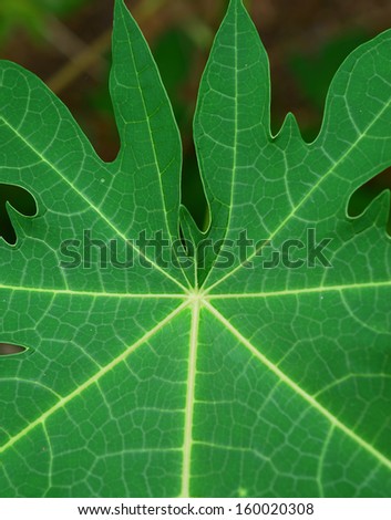 Close up papaya leaf show details of the leaves
