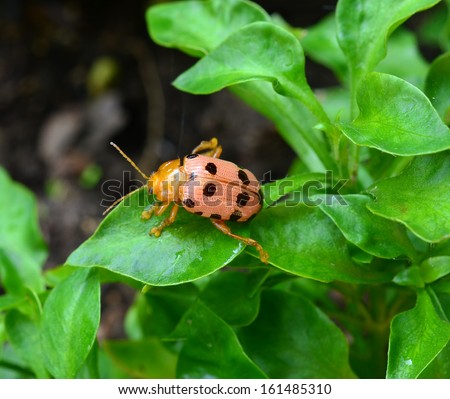 ladybug sitting on a green foliage plants, sunny day