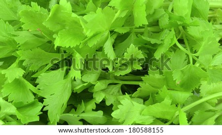 Coriander Herb leaf detail