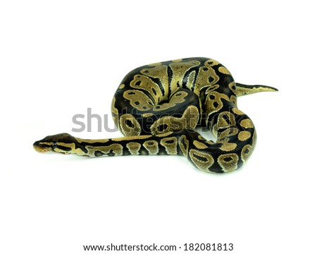 Royal Python, or Ball Python in studio against a white background.