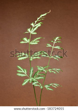 Fern leaves isolated on a brown background