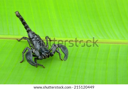 Scorpion on a leaf