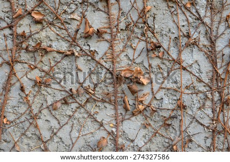 Dry creeper plant on white concrete wall