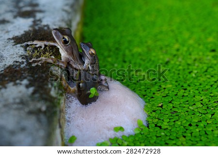 Frog spawn