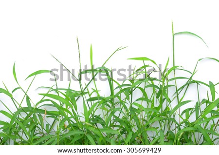 The grass isolated on white