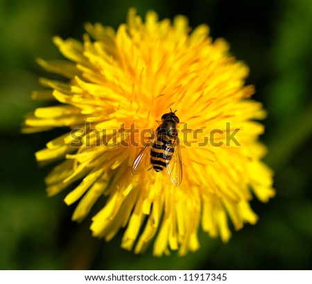 Bee fly on an dandelion