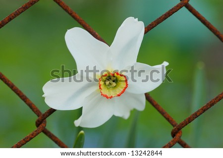 Narcissus on an iron net