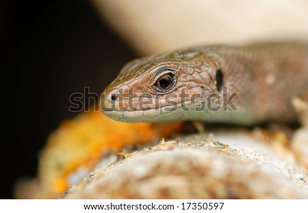 eye of lizard
