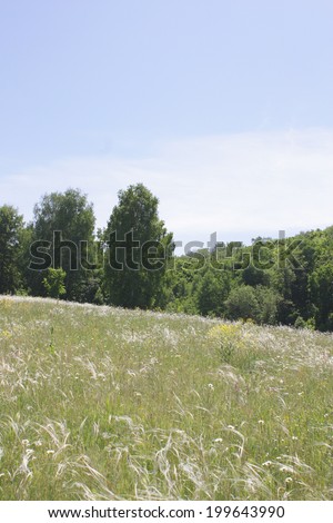 Feather grass on meadow in summer forest