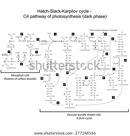 Chemical scheme of Hatch Slack Karpilov cycle - C4 pathway, 2d illustration, raster