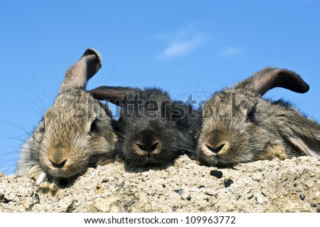 three rabbits are on the stones wall