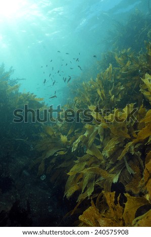 Shallow water kelp forest with schools of juvenile fish and sun beams penetrating water