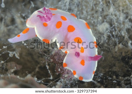 Clown nudibranch Ceratosoma amoenum making a turn on muddy bottom covered with short brown algae