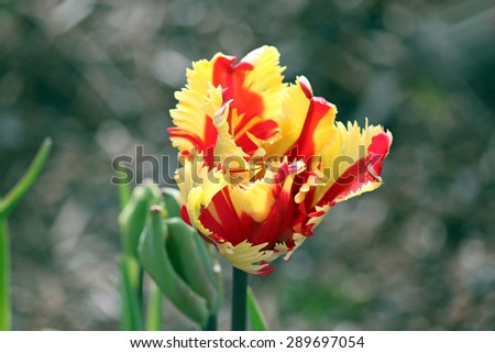 Frilly Red and Yellow Tulip Just Beginning to Bloom