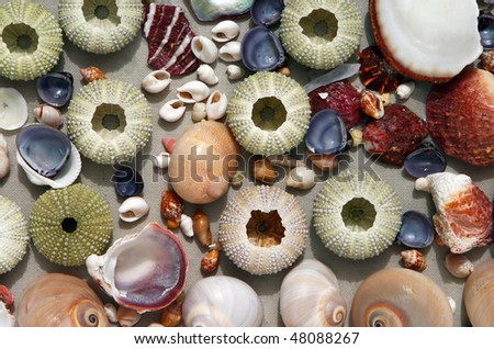 Multicolored seashells and sea urchins on a light gray background.