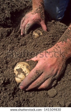 Two hands digging potatoes out of dirt.