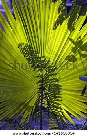 Fern shadow against a green fan palm leaf forms an abstract texture pattern.